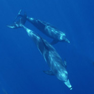 イルカを近くに感じられる町・伊東